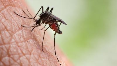 Mosquito JPG