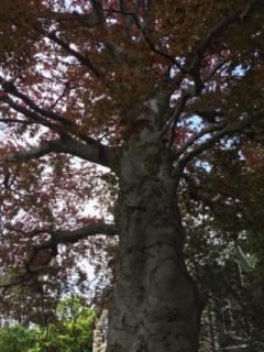 Tree Committee