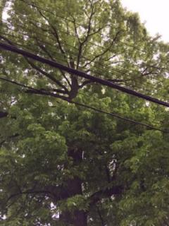 Tree Committee